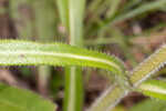 Variableleaf sunflower